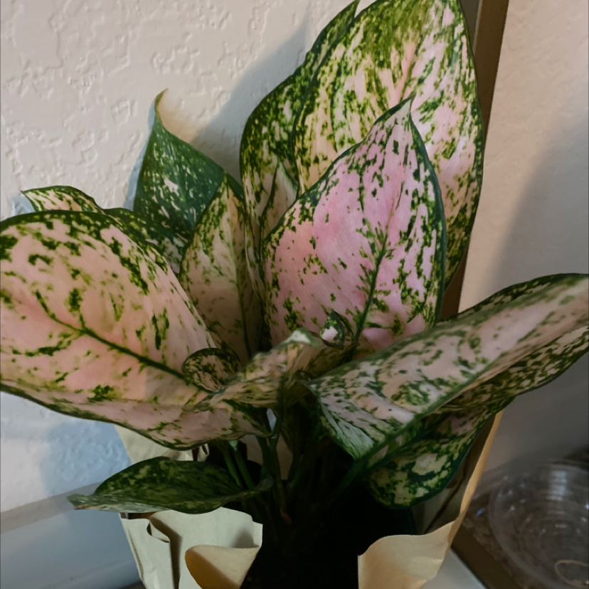 Aglaonema 'Pink Splash' plant with pink and green variegated leaves.