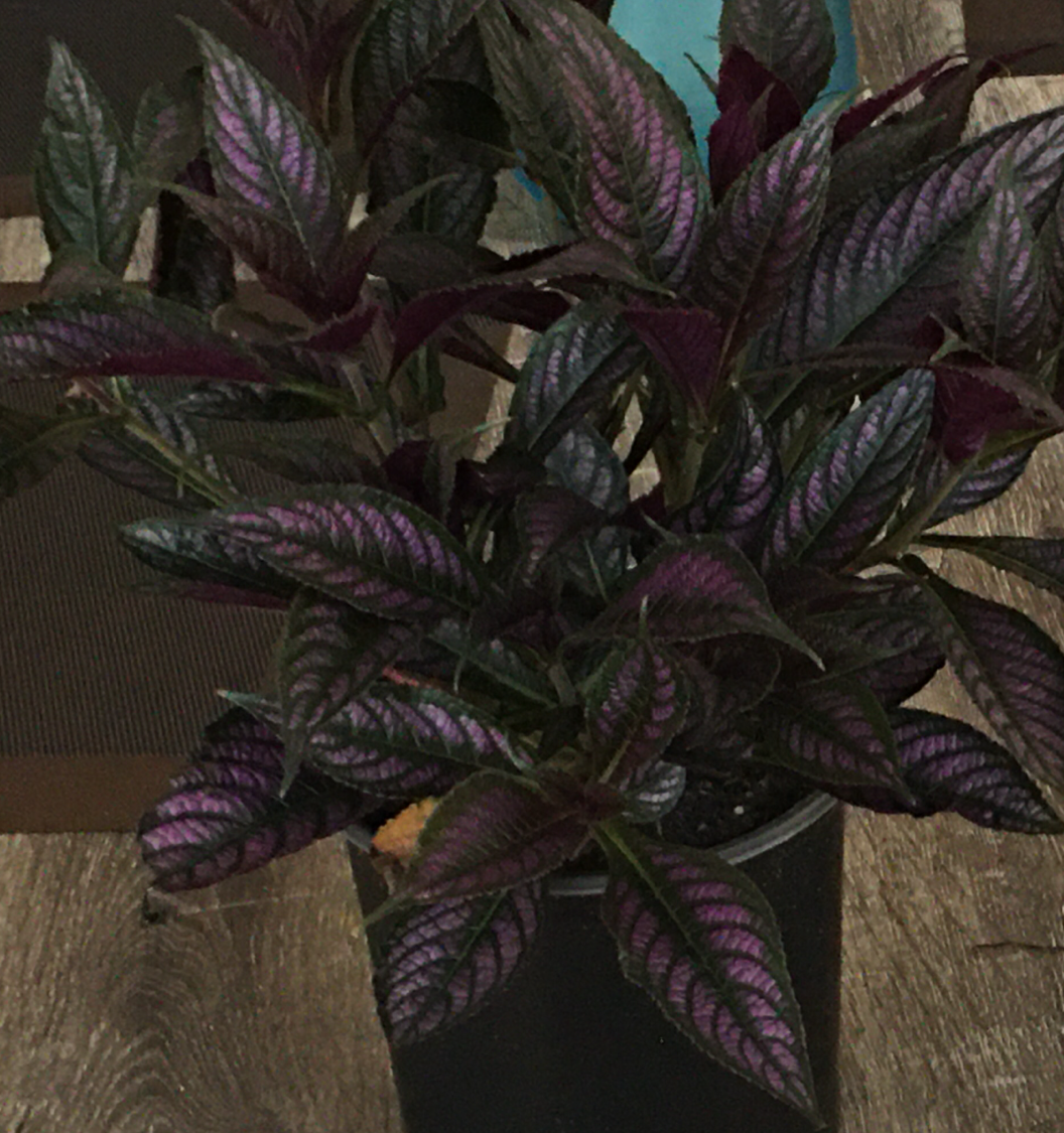 Photo of the plant species Strobilanthes dyerianus by Beverly named Persian Shield on Greg, the plant care app