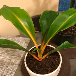 Abyssinian banana plant