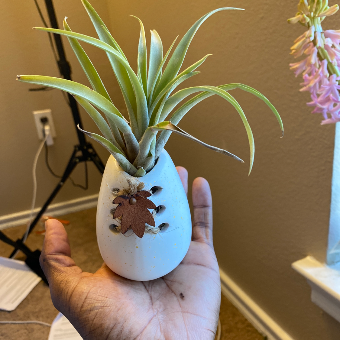 A hand holding a small, healthy pineapple plant with vibrant green leaves and an immature pineapple fruit growing from the center.