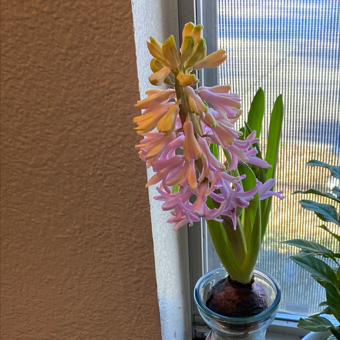 Garden Hyacinth with light purple flowers in a glass container by a window.
