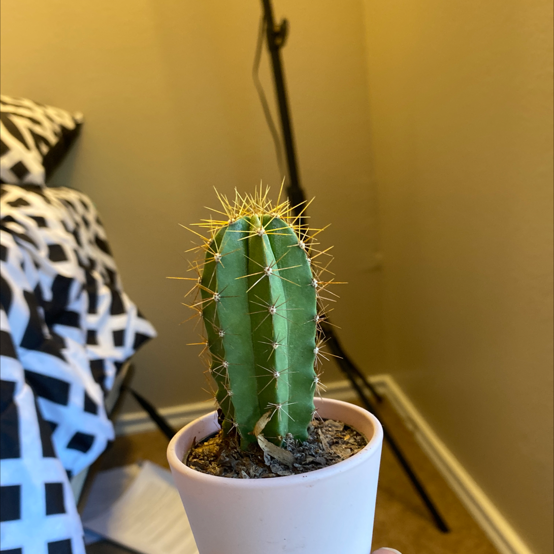 Mexican Fence Post Cactus in a white pot, held by a hand, indoor setting.
