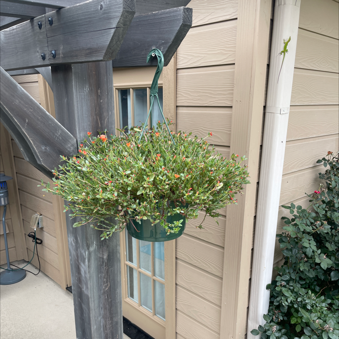 Hanging basket with Wingpod Purslane, small flowers visible, wooden structure and house wall in background.