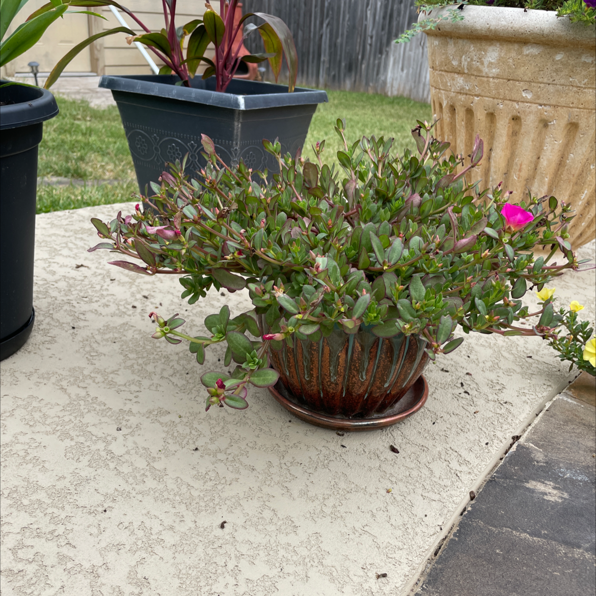 Potted Wingpod Purslane plant with green leaves and visible flowers, well-framed and centered.