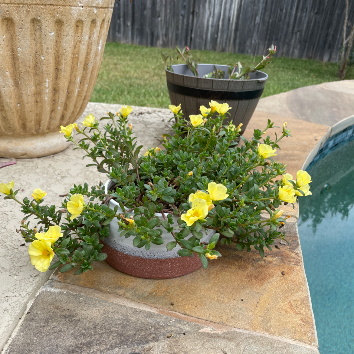 Potted Wingpod Purslane with yellow flowers near a pool.