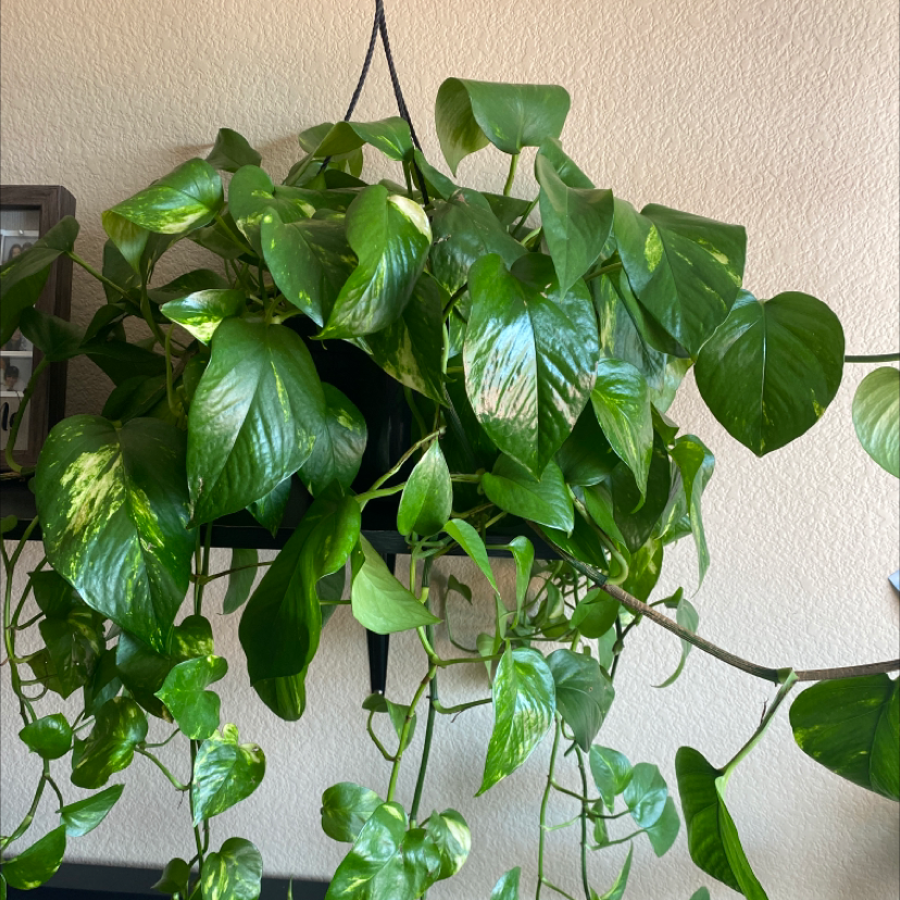 Taro Vine plant photo by Jordan named Golden Pothos on Greg, the plant care app.