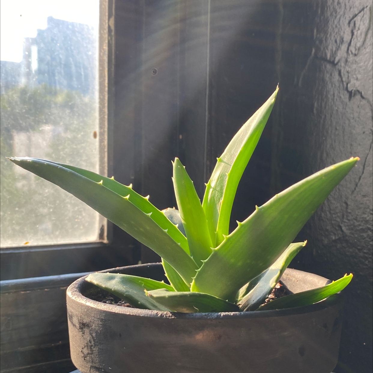 Aloe vera plant photo by @Maegan_nyc named Bella on Greg, the plant care app.