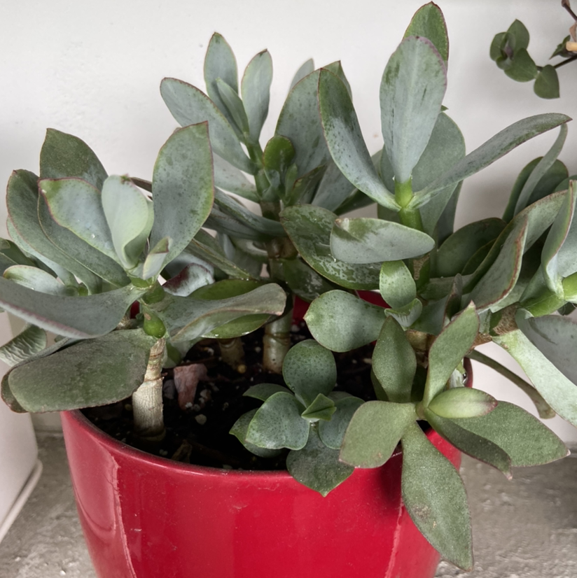 Ripple Jade plant in a red pot, healthy green leaves, no visible health issues.