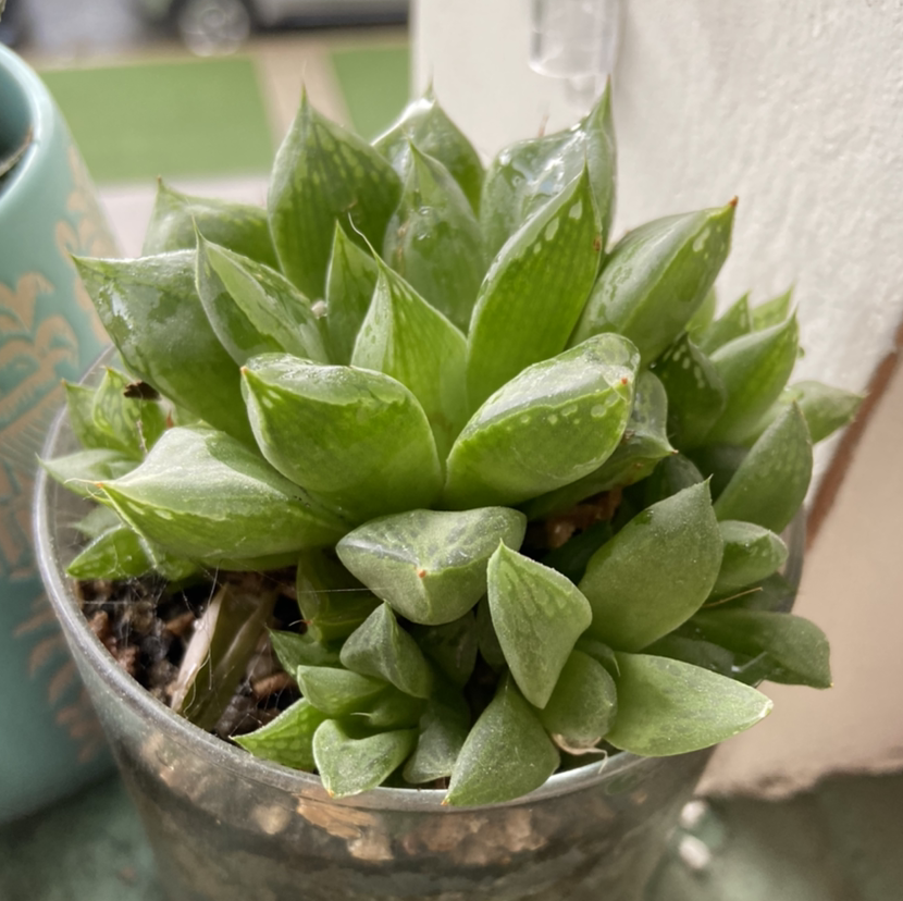 Haworthia cooperi plant in a small pot with vibrant green leaves.