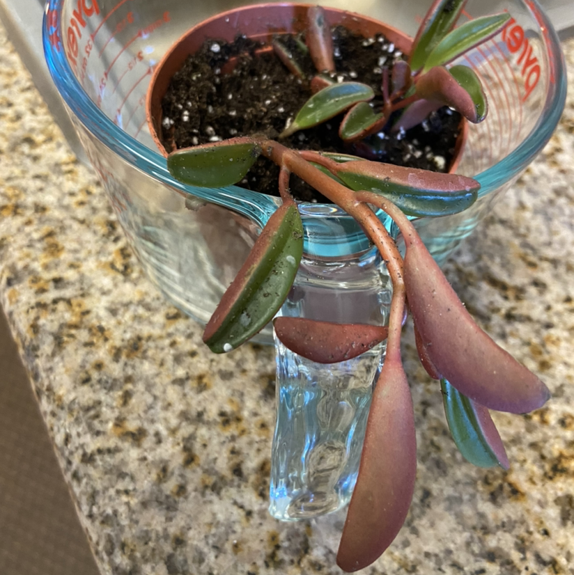 Peperomia 'Ruby Cascade' plant in a small pot inside a measuring cup with visible soil.