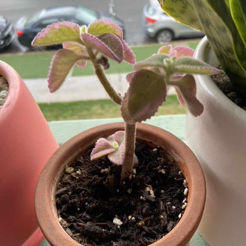 Potted Mexican Mint plant with healthy leaves, visible soil, and no signs of disease.