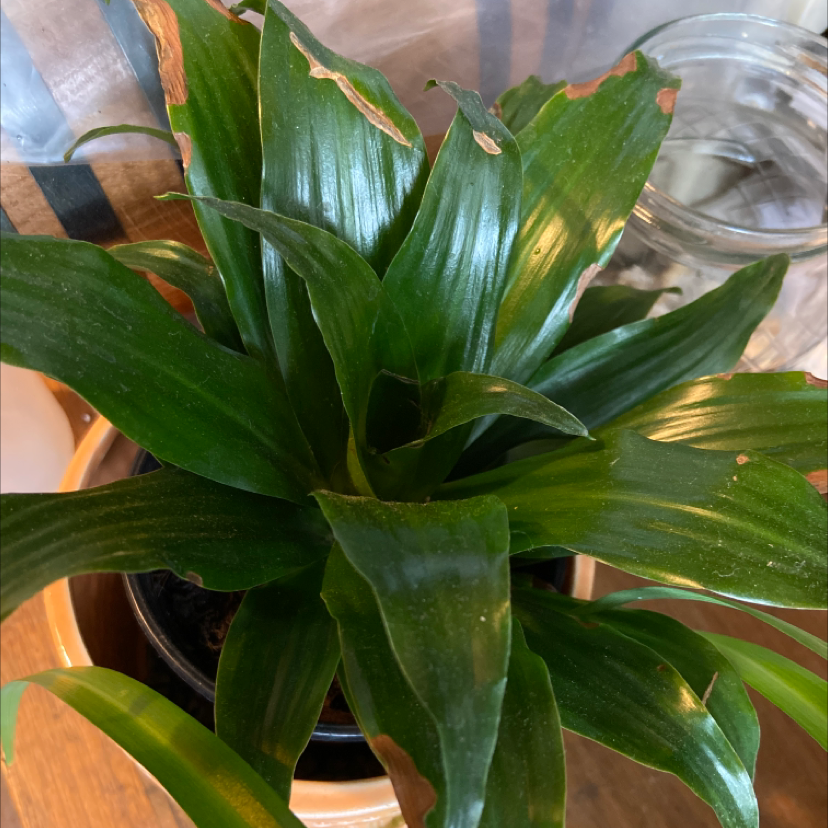 Dracaena 'Janet Craig Compacta' plant with browning leaf tips in a small pot.