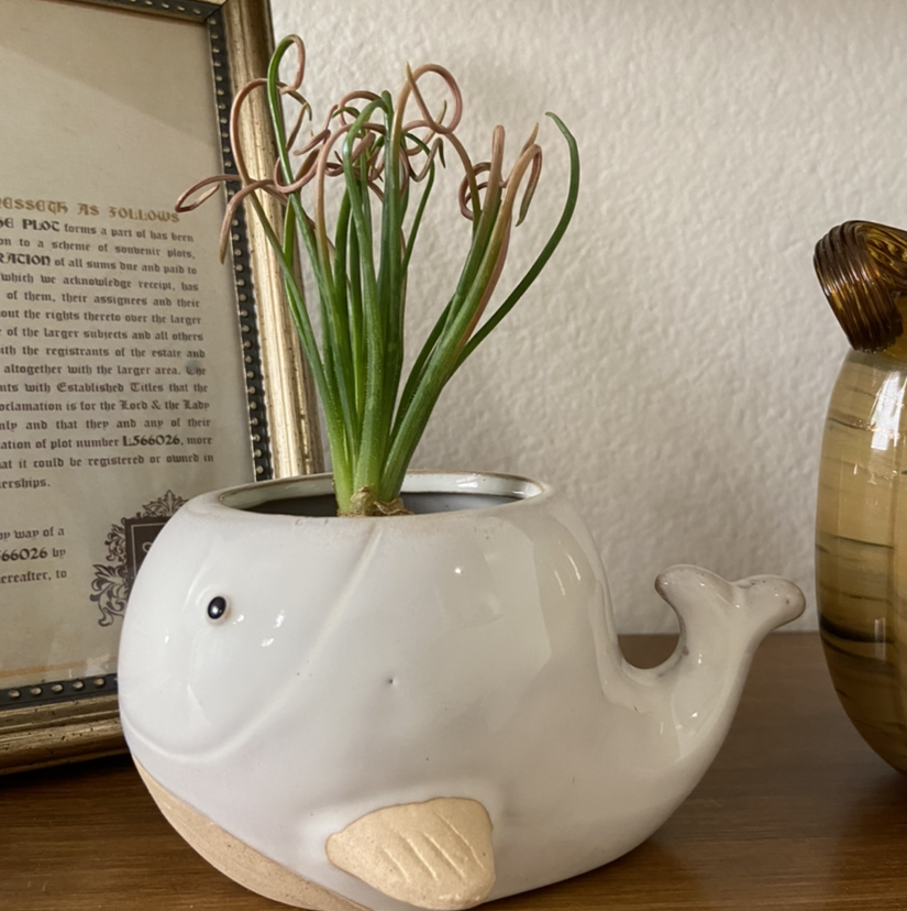 Frizzle Sizzle plant in a whale-shaped pot with some browning leaf tips, placed on a wooden surface.