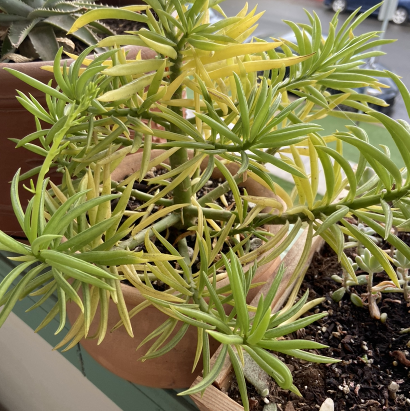 Pincushion Peperomia plant in a pot with some yellowing leaves, well-framed and centered.