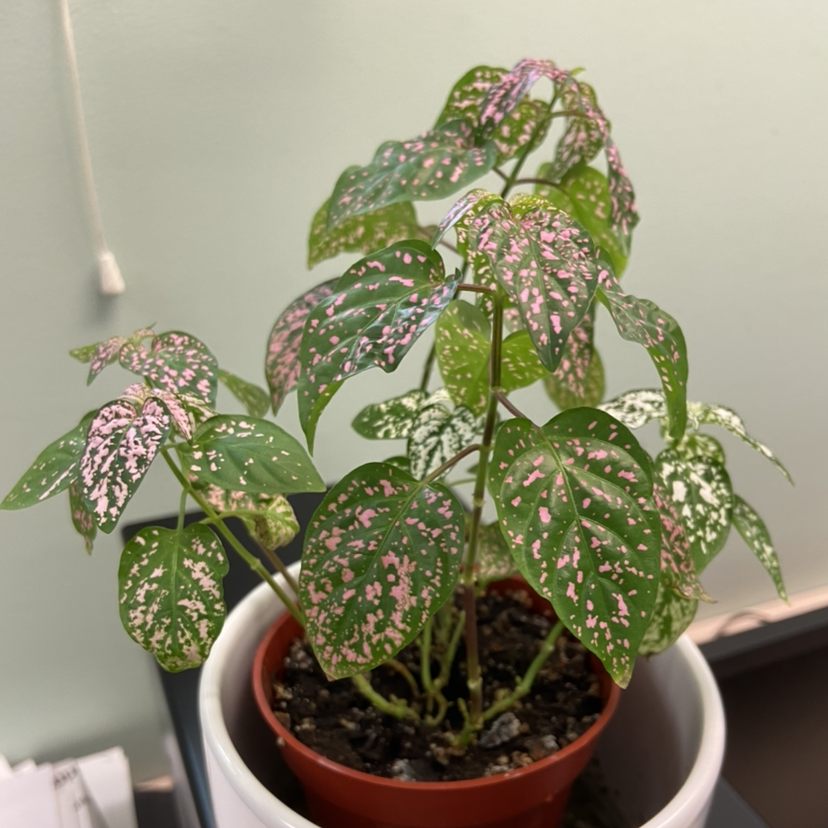 Polka Dot Plant plant photo by @jmarb named Rude on Greg, the plant care app.