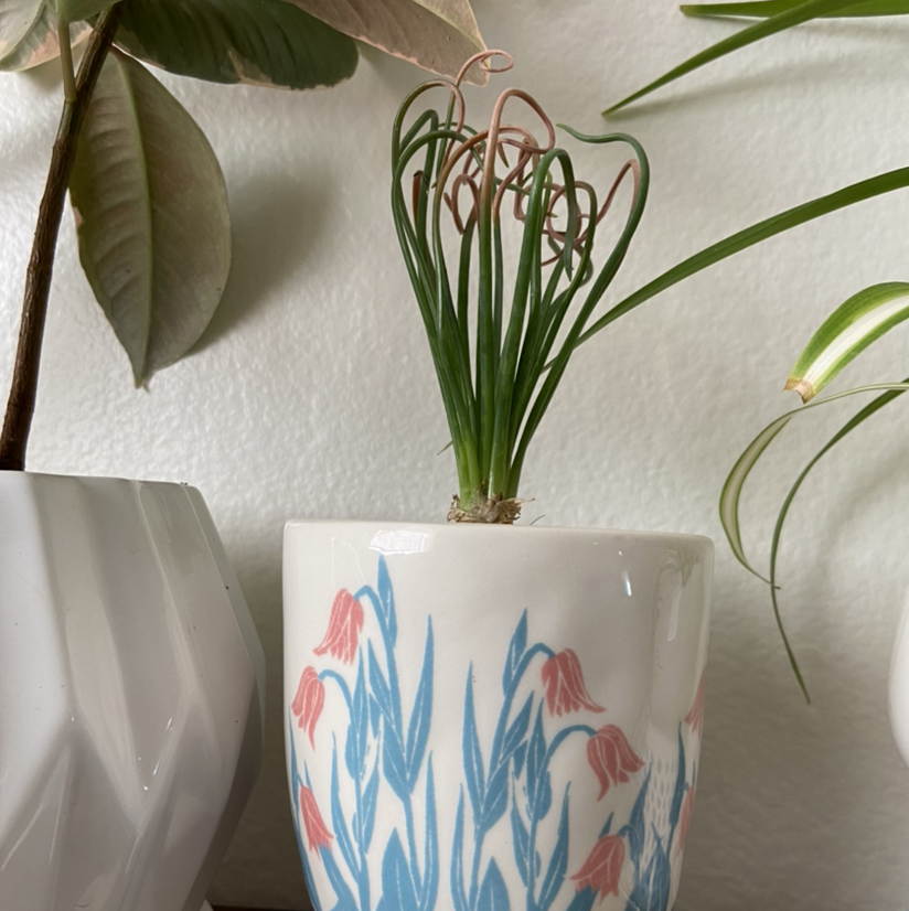 Frizzle Sizzle plant in a decorative pot with curly leaves, indoors with other plants in the background.