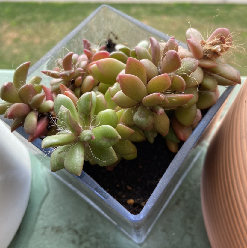 Photo of the plant species Anacampseros 'Sunrise' by @jmarb named Beckham on Greg, the plant care app