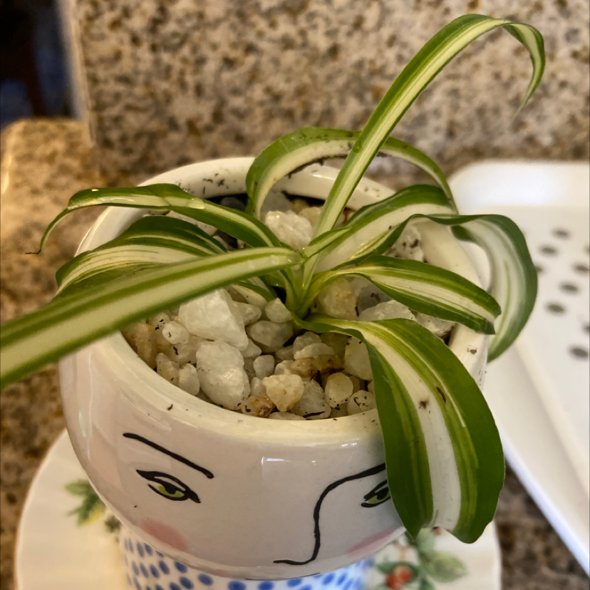 Curly Spider Plant in a decorative pot with white pebbles on the soil surface.