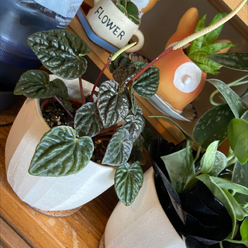 Peperomia Caperata plant photo by @jmarb named Ripple on Greg, the plant care app.