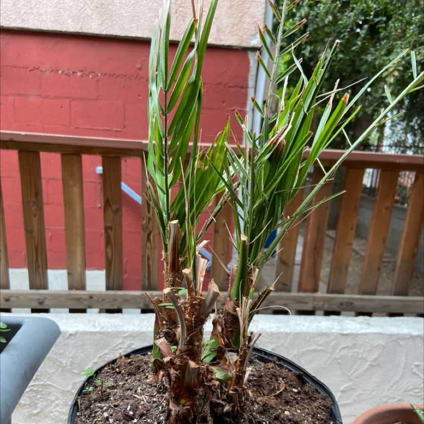 A healthy pygmy date palm plant with vibrant green fronds and new growth, shown on an outdoor deck with a hand pointing.