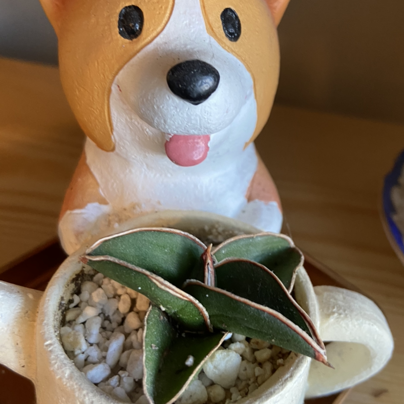 Samurai Dwarf Snake Plant in a small pot with visible soil and pebbles, decorative figure in background.