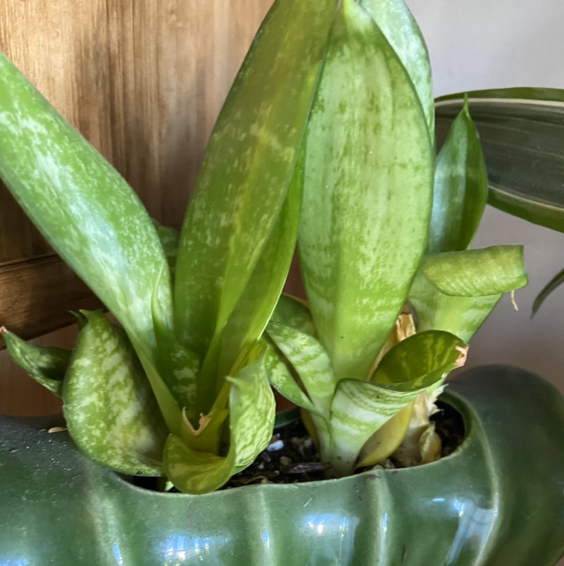 Snake Plant plant photo by @jmarb named Wagon Snake on Greg, the plant care app.
