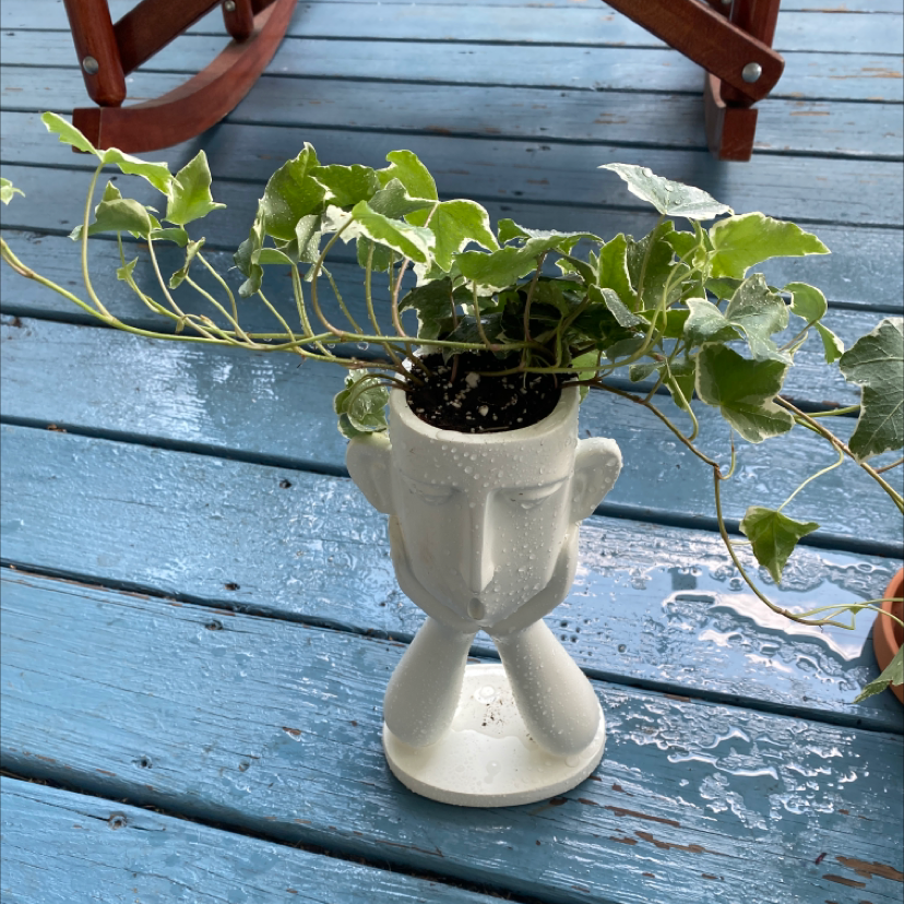 Photo of the plant species variegated ivy by @Jessikaslaton named Rainier on Greg, the plant care app