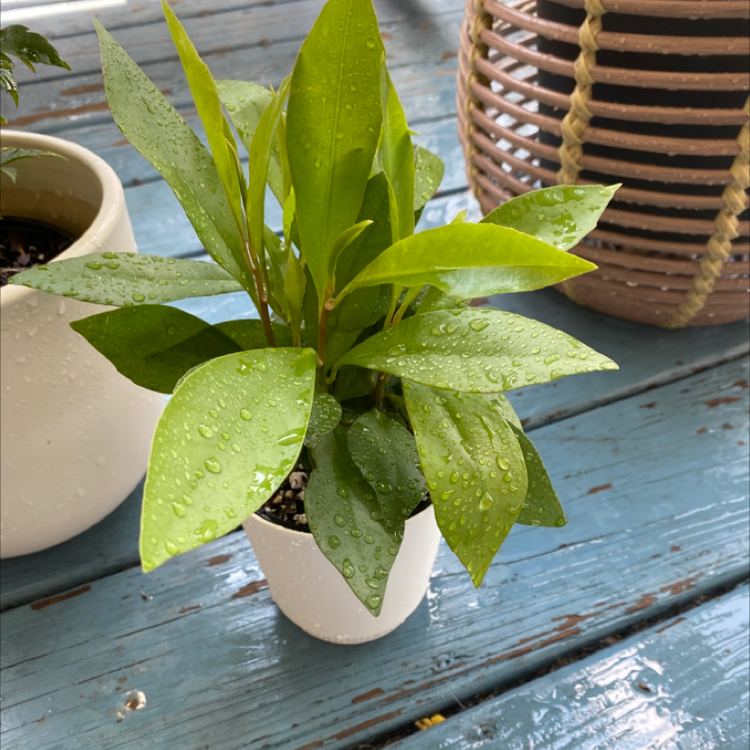 Photo of the plant species Shoebutton by @Jessikaslaton named Walt on Greg, the plant care app