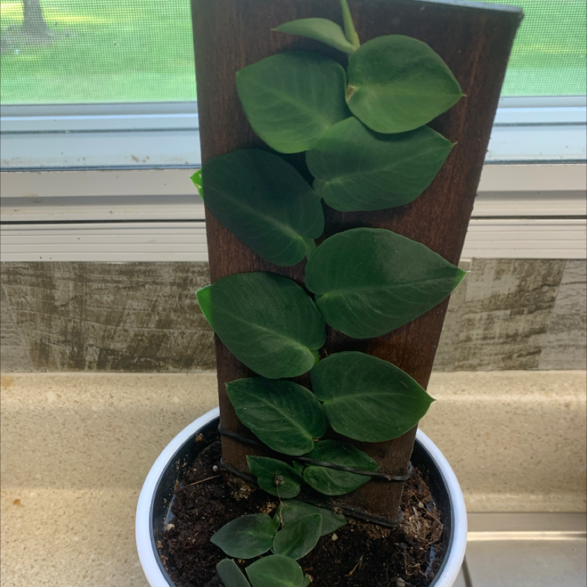 Photo of the plant species Rhaphidophora hayi by @cassieml named Creep on Greg, the plant care app