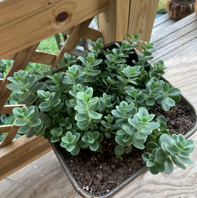 Photo of the plant species Pink Mongolian Stonecrop by @cassieml named Topple on Greg, the plant care app