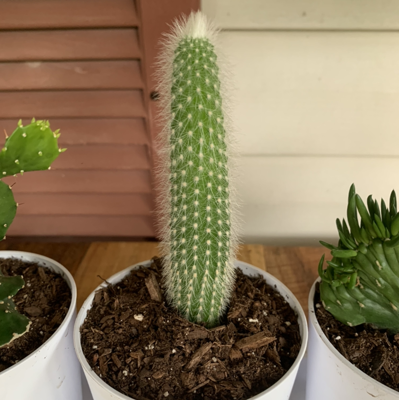 Photo of the plant species Mexican Night-Bloom Cereus by @cassieml named Spicy Noodle on Greg, the plant care app