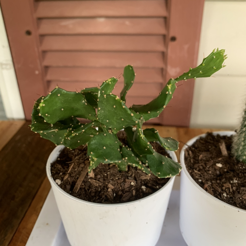 Brazilian Pricklypear plant in a white pot with visible soil, well-framed and in focus.