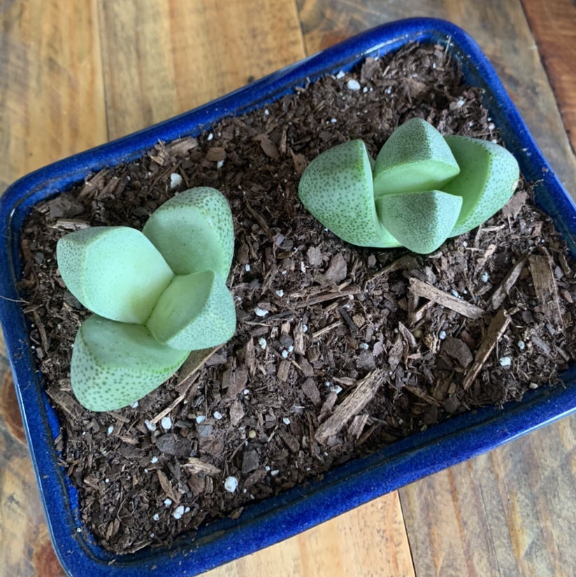 Two healthy Split Rock plants (Pleiospilos nelii) in a blue pot with visible soil.