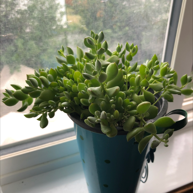 Healthy Cliff Cotyledon succulent in a pot on a windowsill.