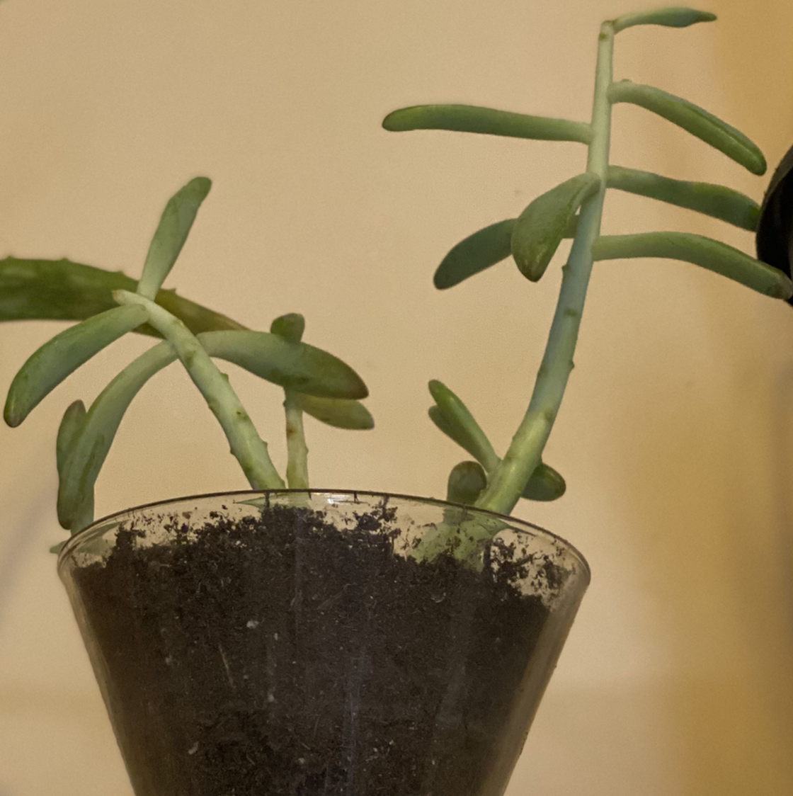 Pachyphytum hookeri plant in a glass container with visible soil and green leaves.