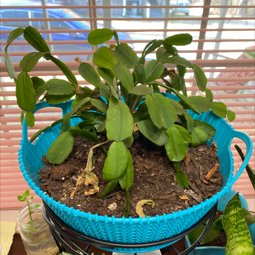 Easter Cactus in a blue pot with visible soil and healthy green leaves.