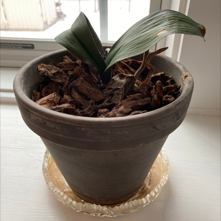 Potted Moon Orchid with two leaves, one showing browning at the tip.