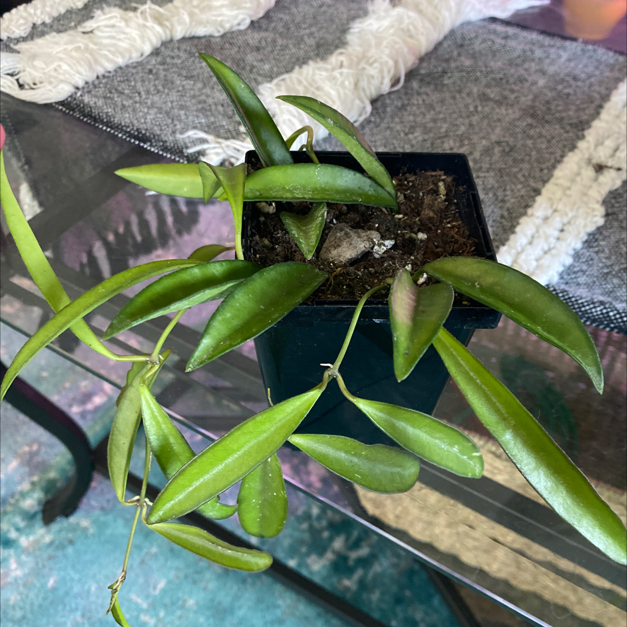 Photo of the plant species Wayetii by @Tattooty named Your plant on Greg, the plant care app