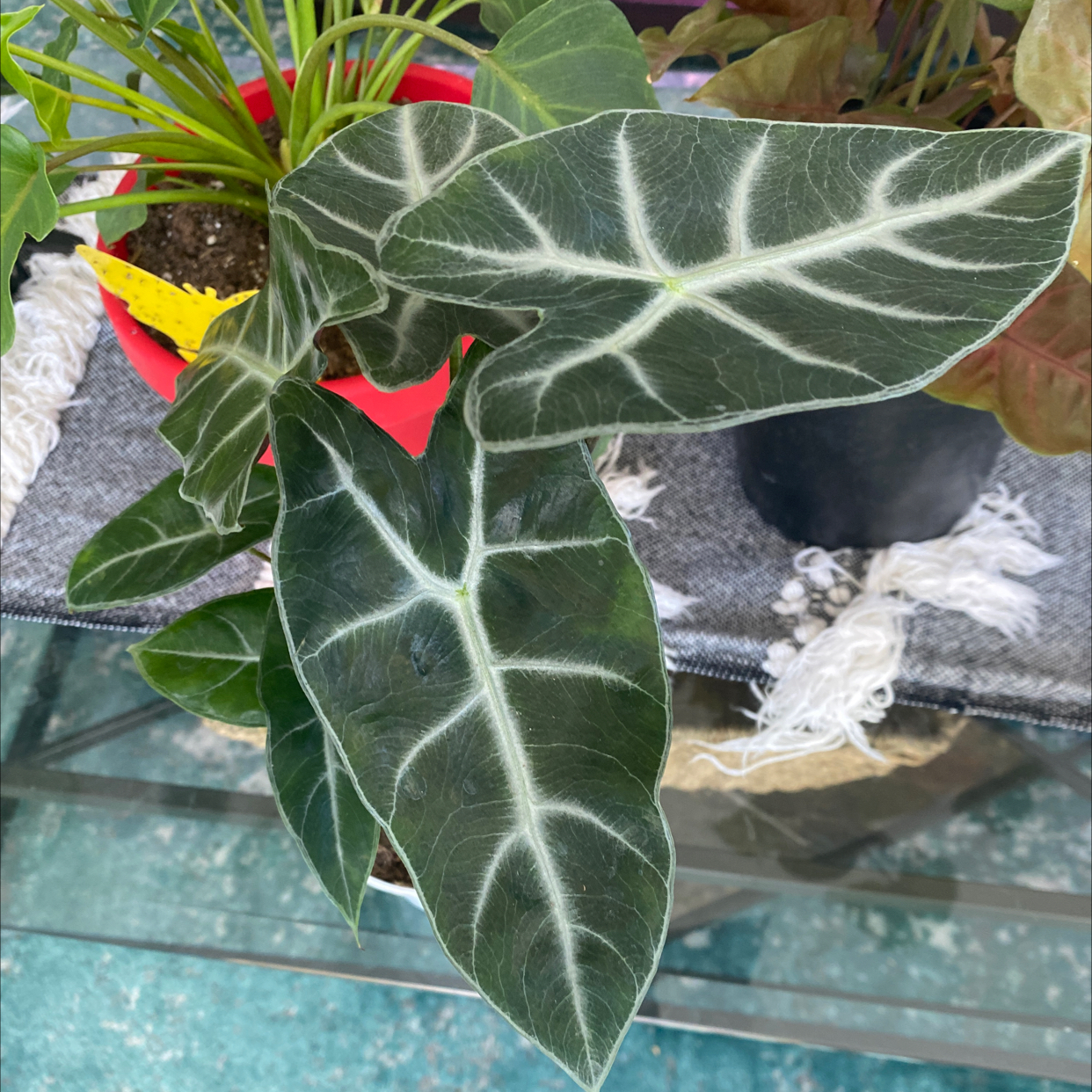 Photo of the plant species Kris Plant by @Tattooty named Your plant on Greg, the plant care app