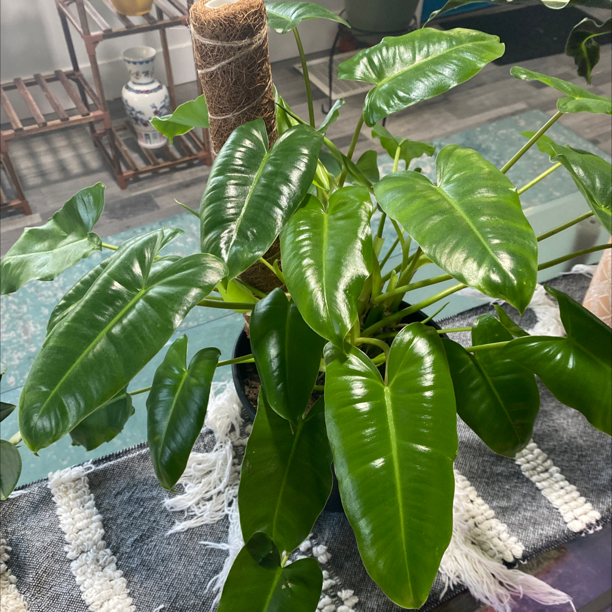 Photo of the plant species Burle Marx by @Tattooty named Your plant on Greg, the plant care app