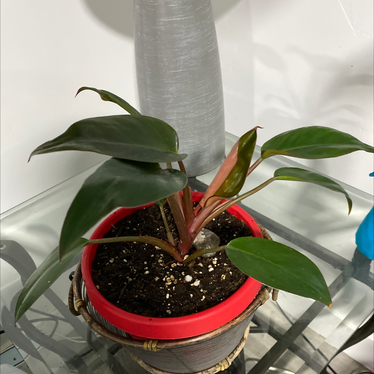 Philodendron 'Red Congo' plant in a pot with visible soil, healthy dark green leaves.