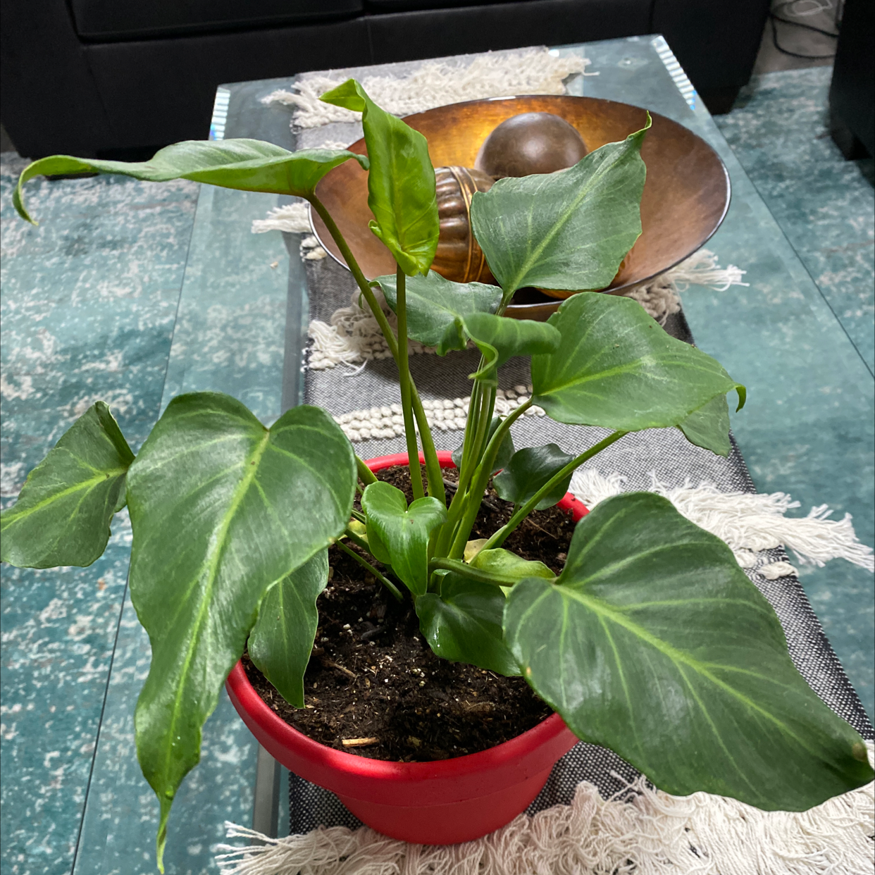 Photo of the plant species Philodendron Deja Vu by @Tattooty named Hamilton on Greg, the plant care app