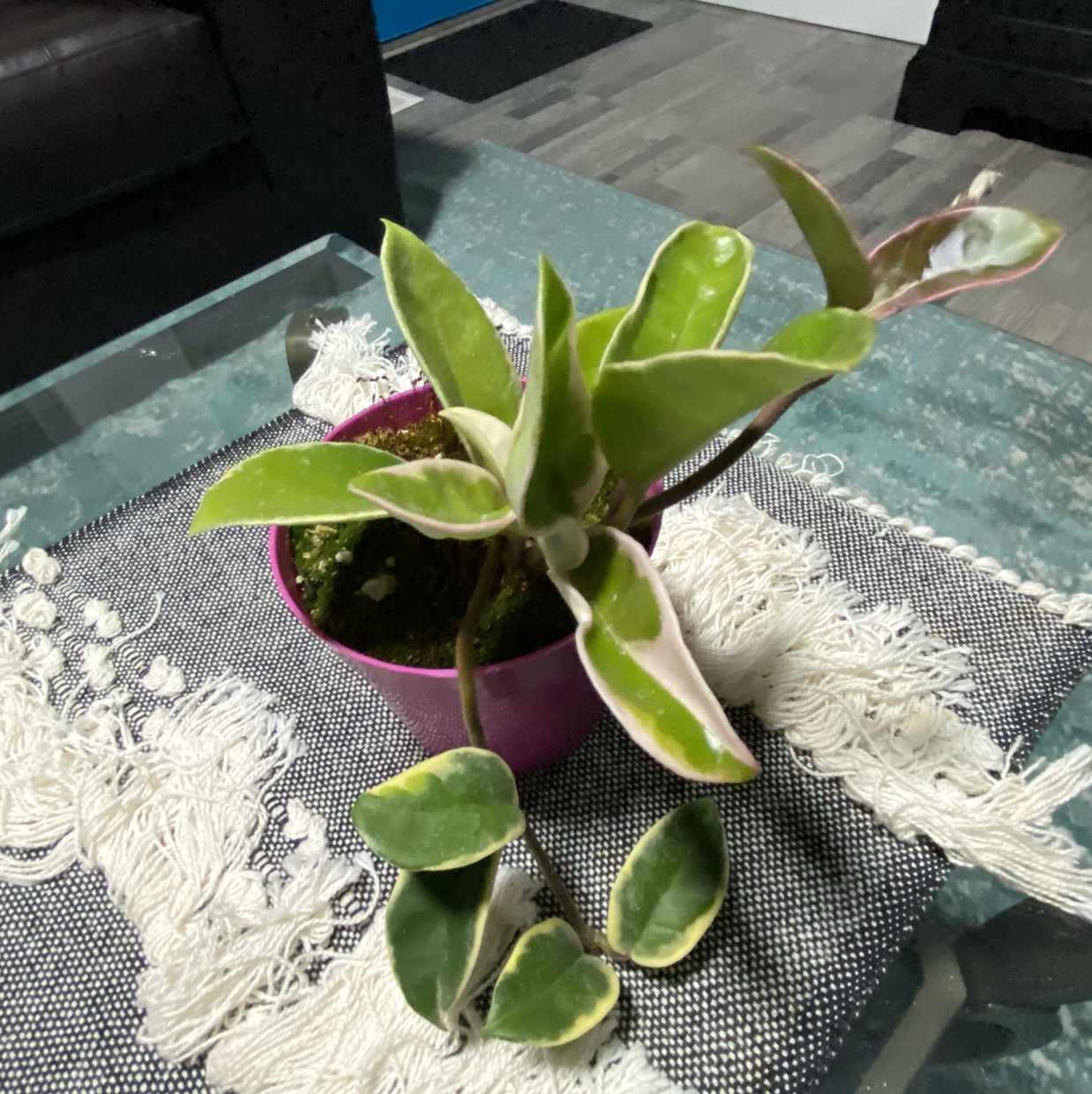 Waxplant plant photo by @Tattooty named Harper on Greg, the plant care app.