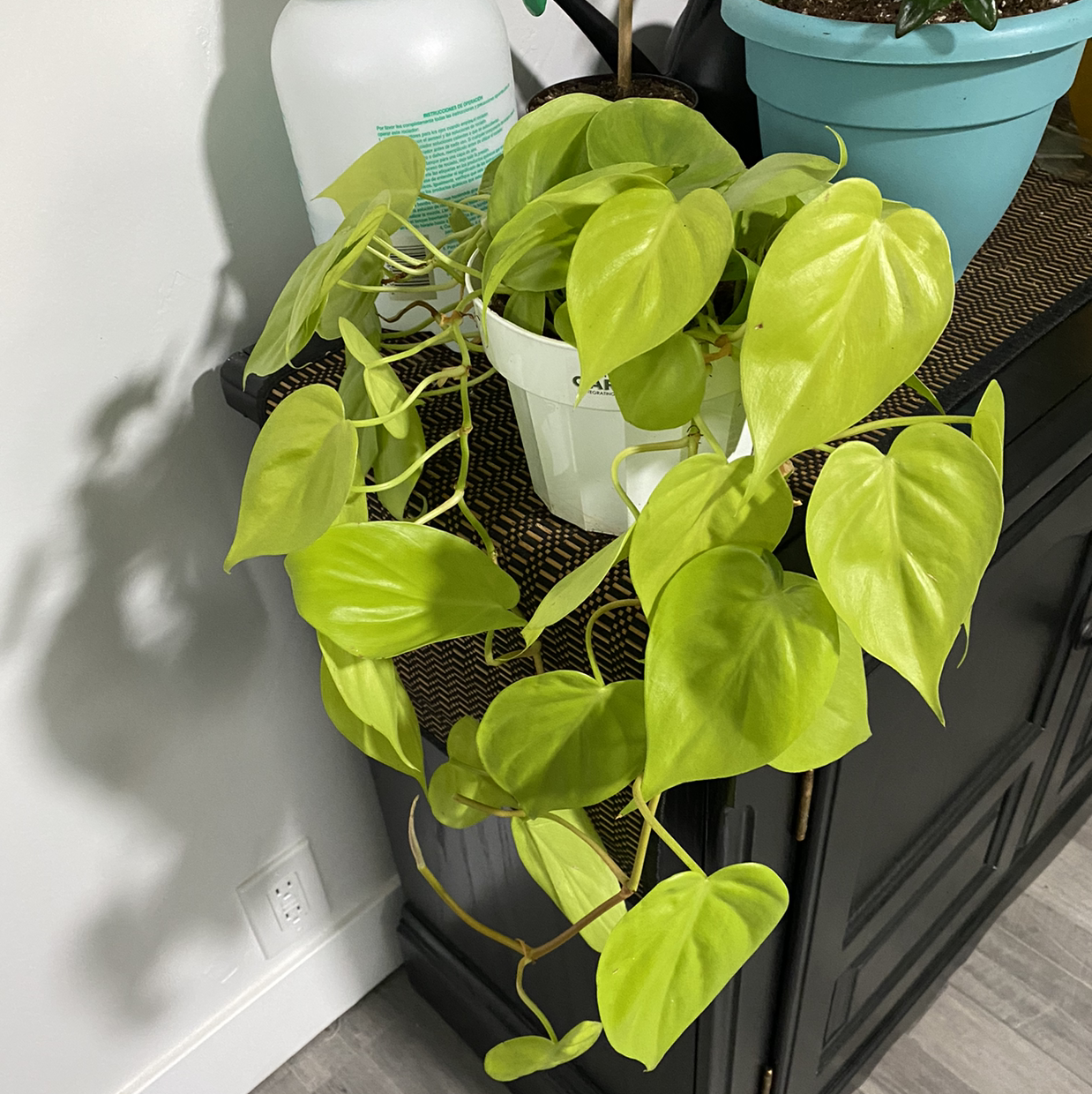Photo of the plant species Philodendron Lemon Lime by @Tattooty named Vegas on Greg, the plant care app