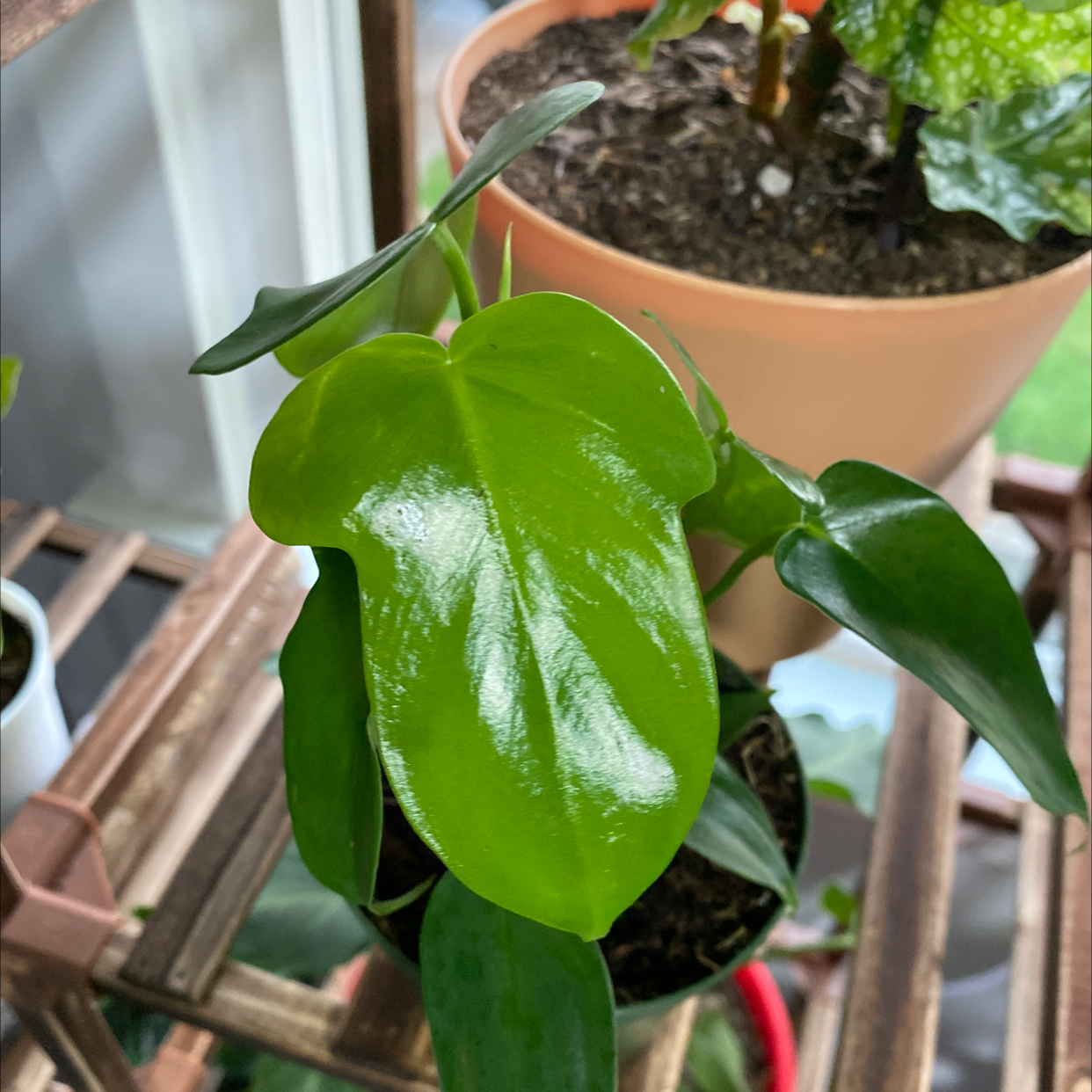 Photo of the plant species Philodendron panduriforme by @Tattooty named Your plant on Greg, the plant care app