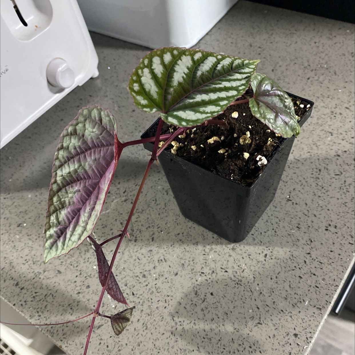 Photo of the plant species Rex Begonia Vine by @Tattooty named Your plant on Greg, the plant care app