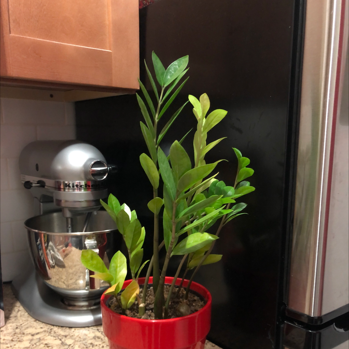 Zamioculcas Zamiifolia plant photo by @suttonsabrina named Zelda on Greg, the plant care app.