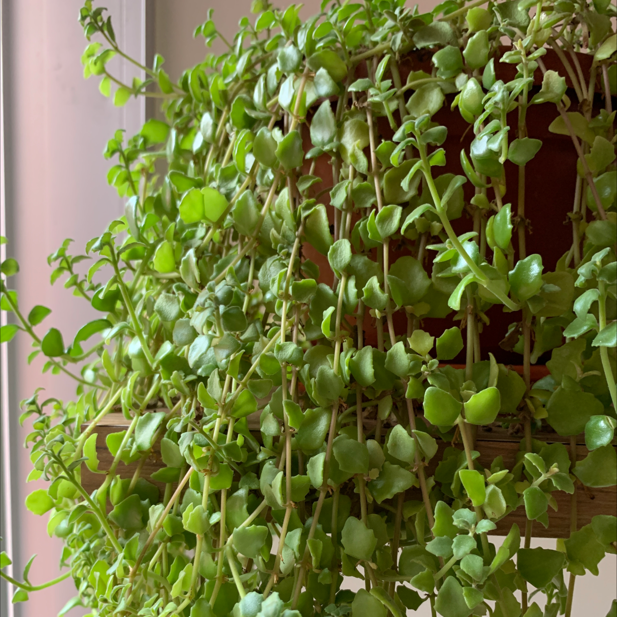 Photo of the plant species Succulent Swedish Ivy by @Kaidx named Pillow Plant on Greg, the plant care app