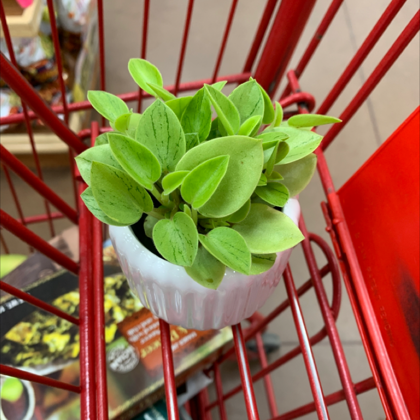 Teardrop Peperomia plant in a white pot placed in a shopping cart.
