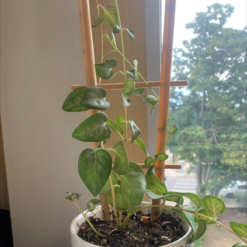 A healthy periwinkle plant with vibrant green leaves growing in a pot on a sunny windowsill with trees visible outside.